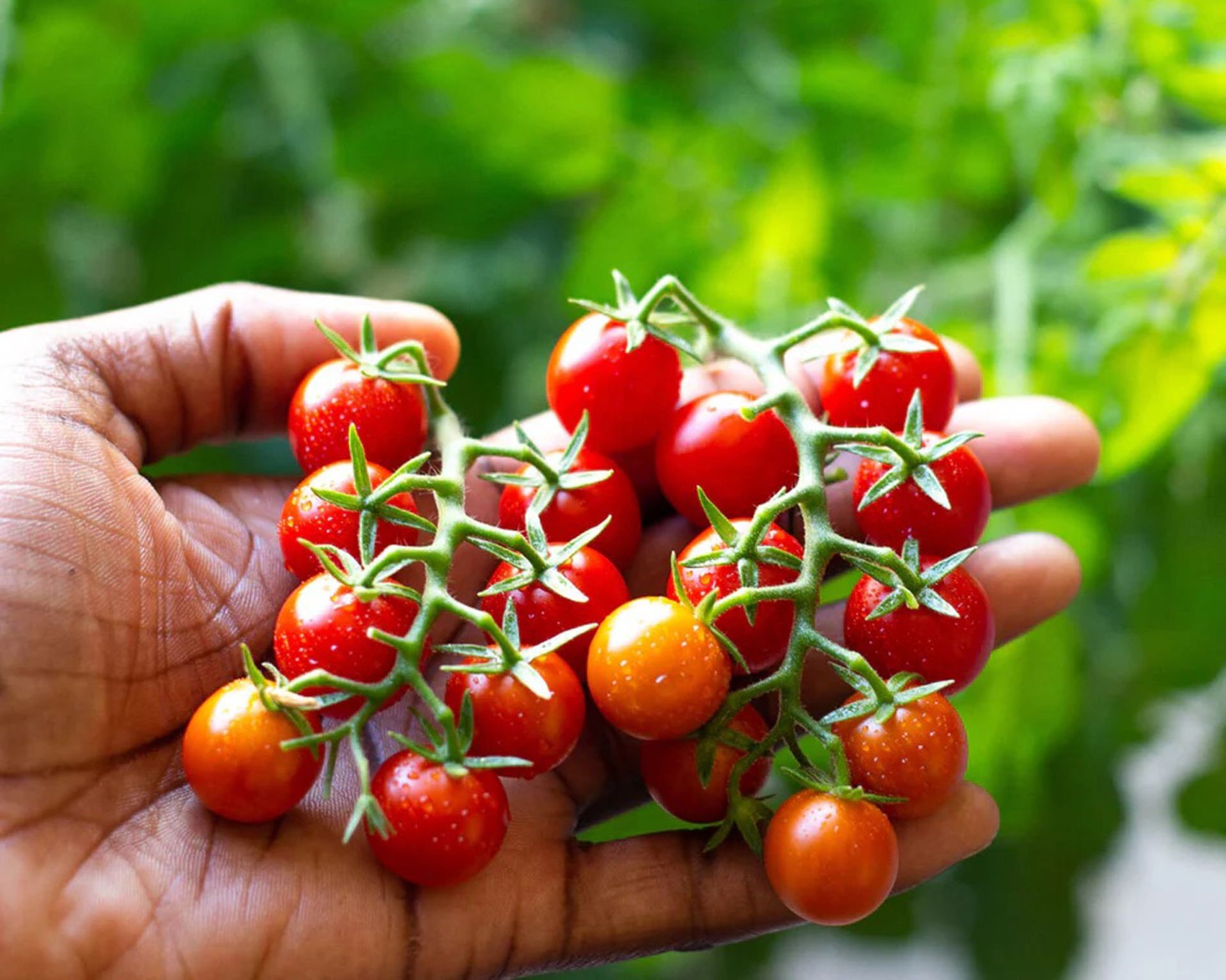 Freshly harvested, ripe 'Tidy Treat' cherry tomatoes grown using an indoor hydroponic method