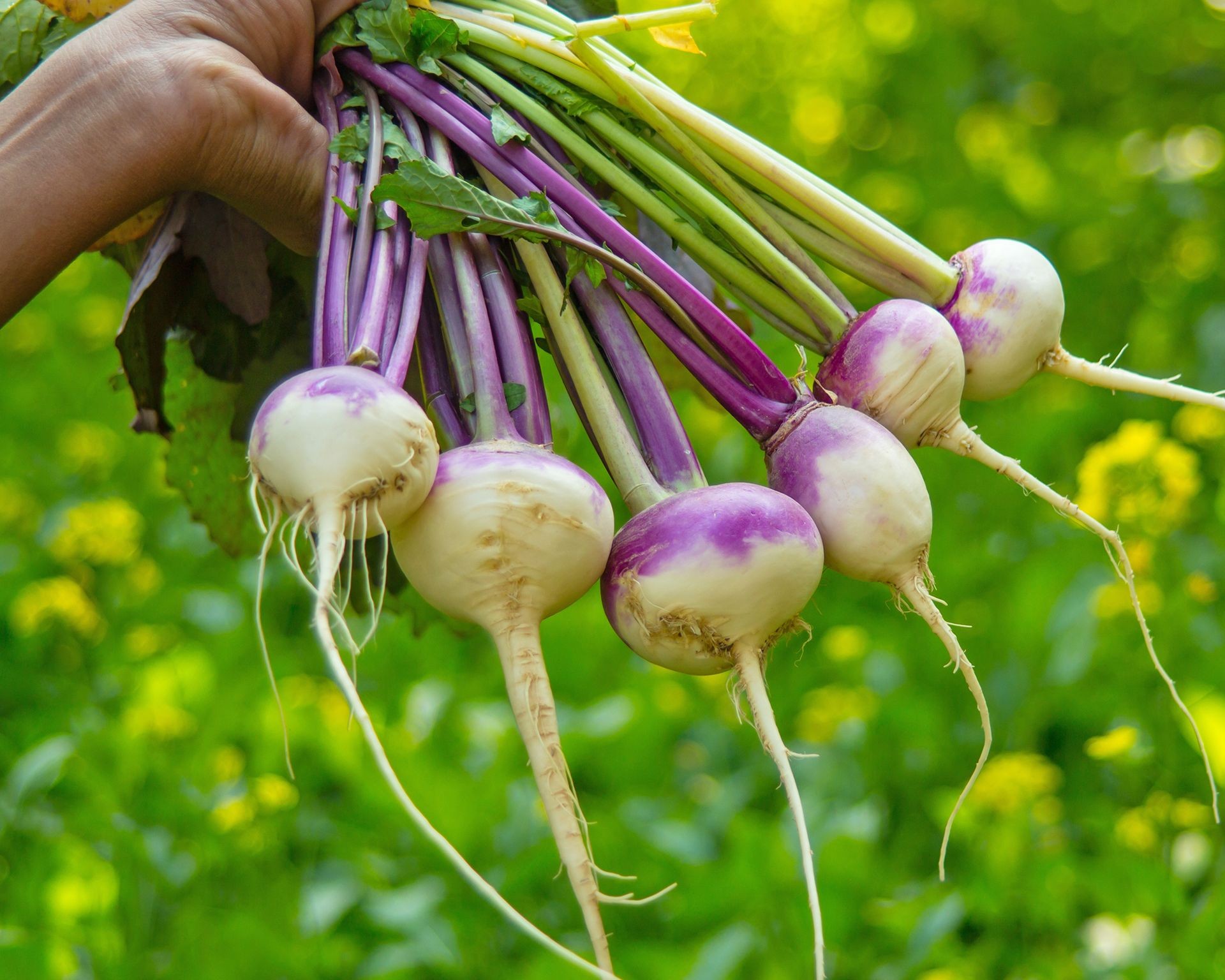Freshly pulled turnips showing their white and purple roots and green tops