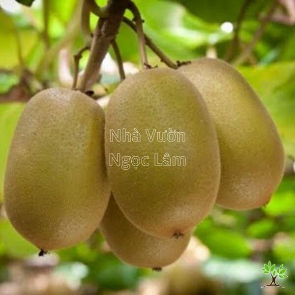 Fuzzy brown kiwi fruit growing on a vine