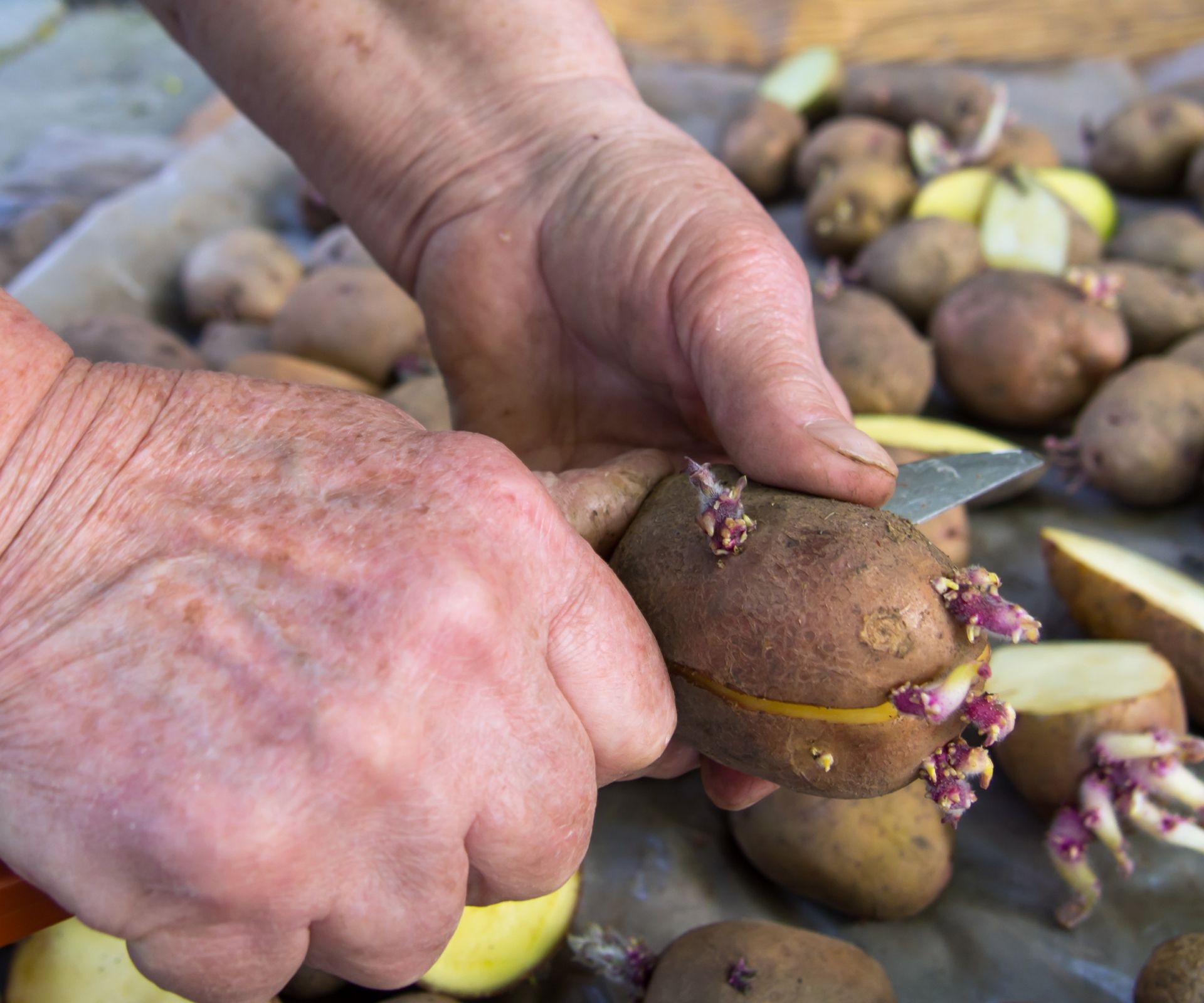 Gardener carefully cutting sprouted potato tuber into pieces for planting