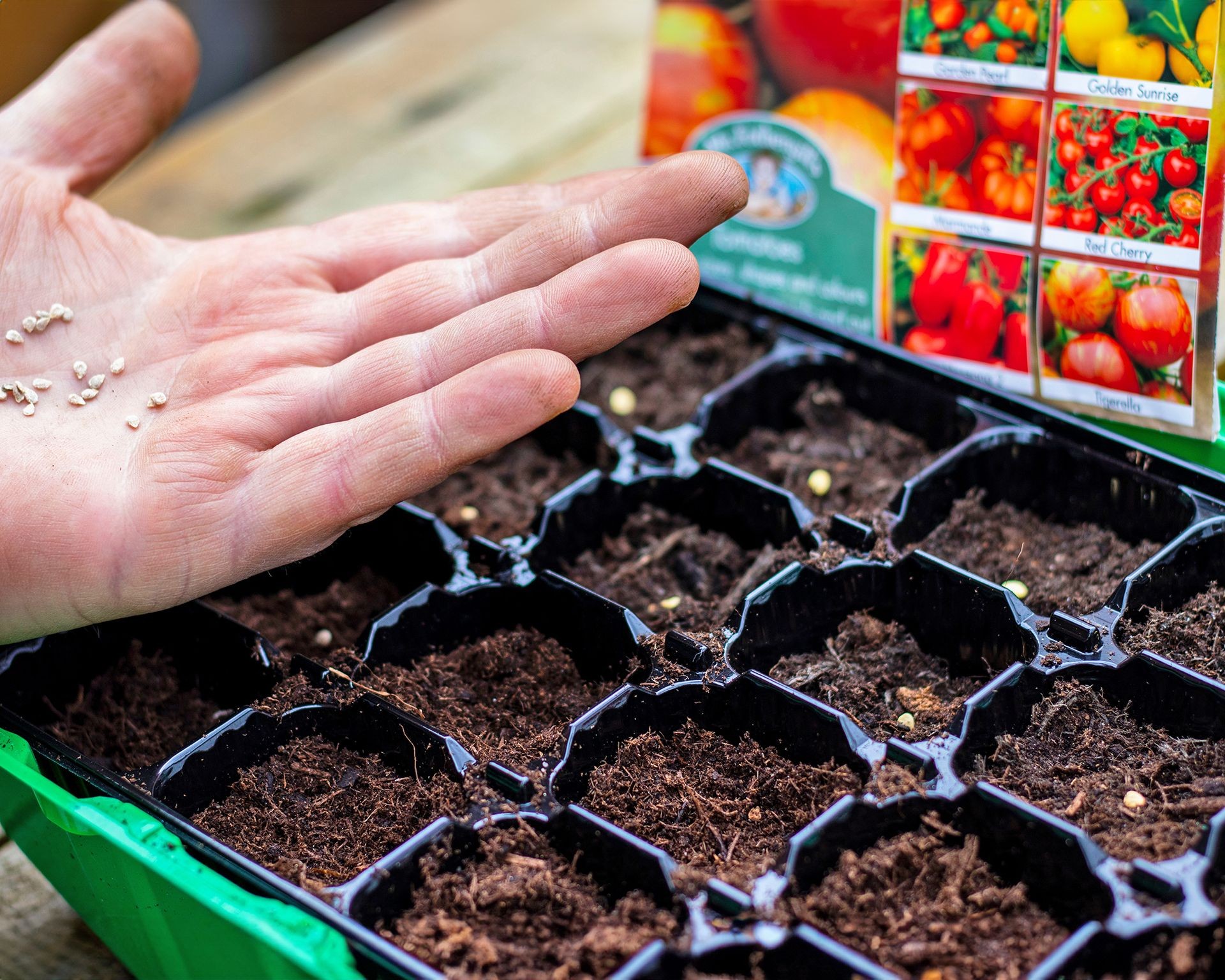 Gardener carefully placing tomato seeds into a seedling tray filled with growing medium