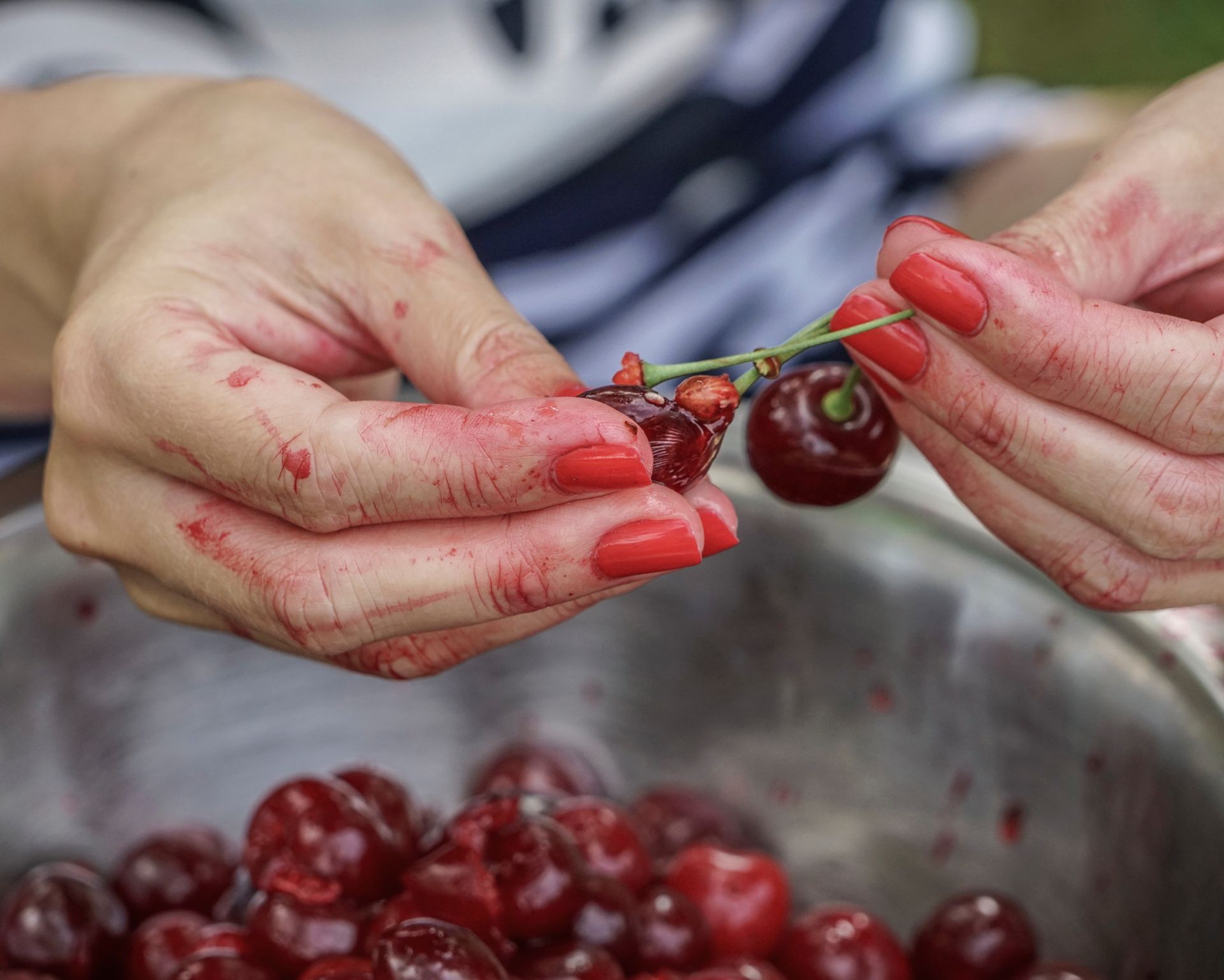 Gardener cleaning cherry pits after soaking, preparing them for drying and stratification.
