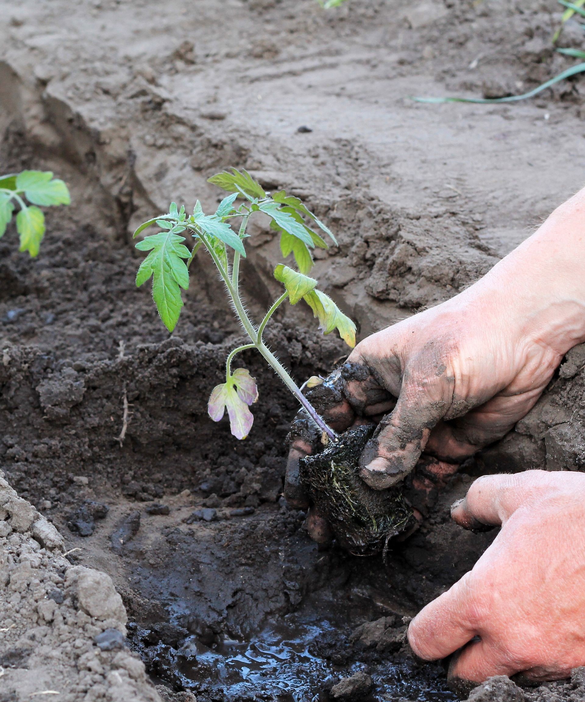 Gardener demonstrating trench planting technique for tomato seedlings