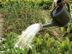 Gardener gently watering young beet plants in a raised garden bed