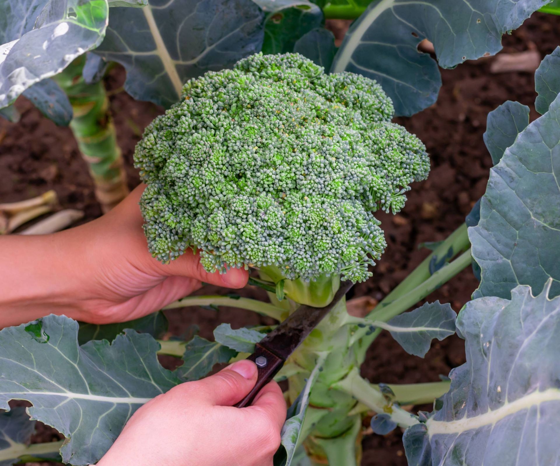 Gardener harvesting a mature main broccoli head with a knife