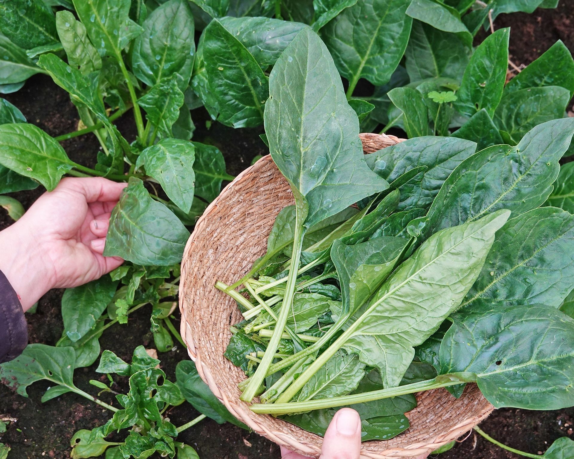 Gardener harvesting fresh spinach leaves into a small basket in a spring garden