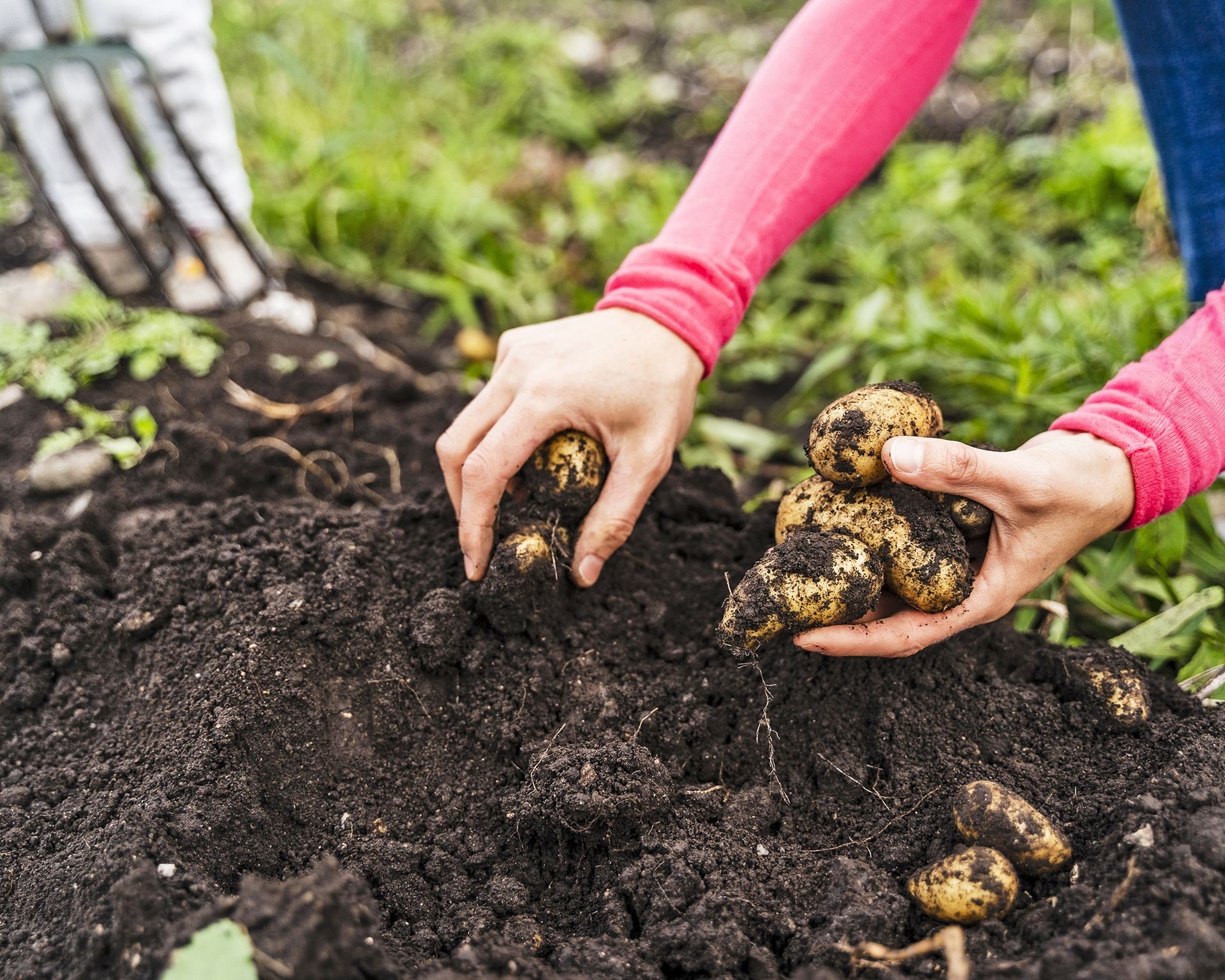Gardener harvesting potatoes from the soil after the plant has died back
