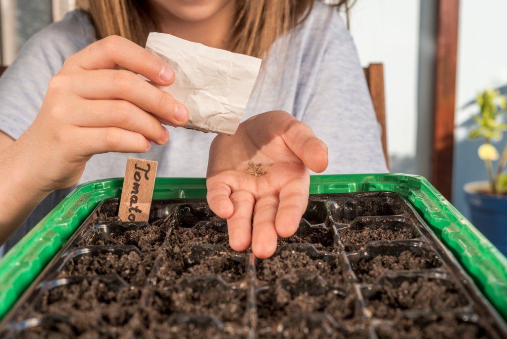 Gardener planting tomato seeds in a tray, preparing for indoor germination