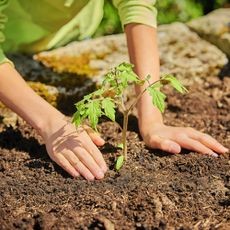 Gardener plants tomato seedling into prepared garden soil