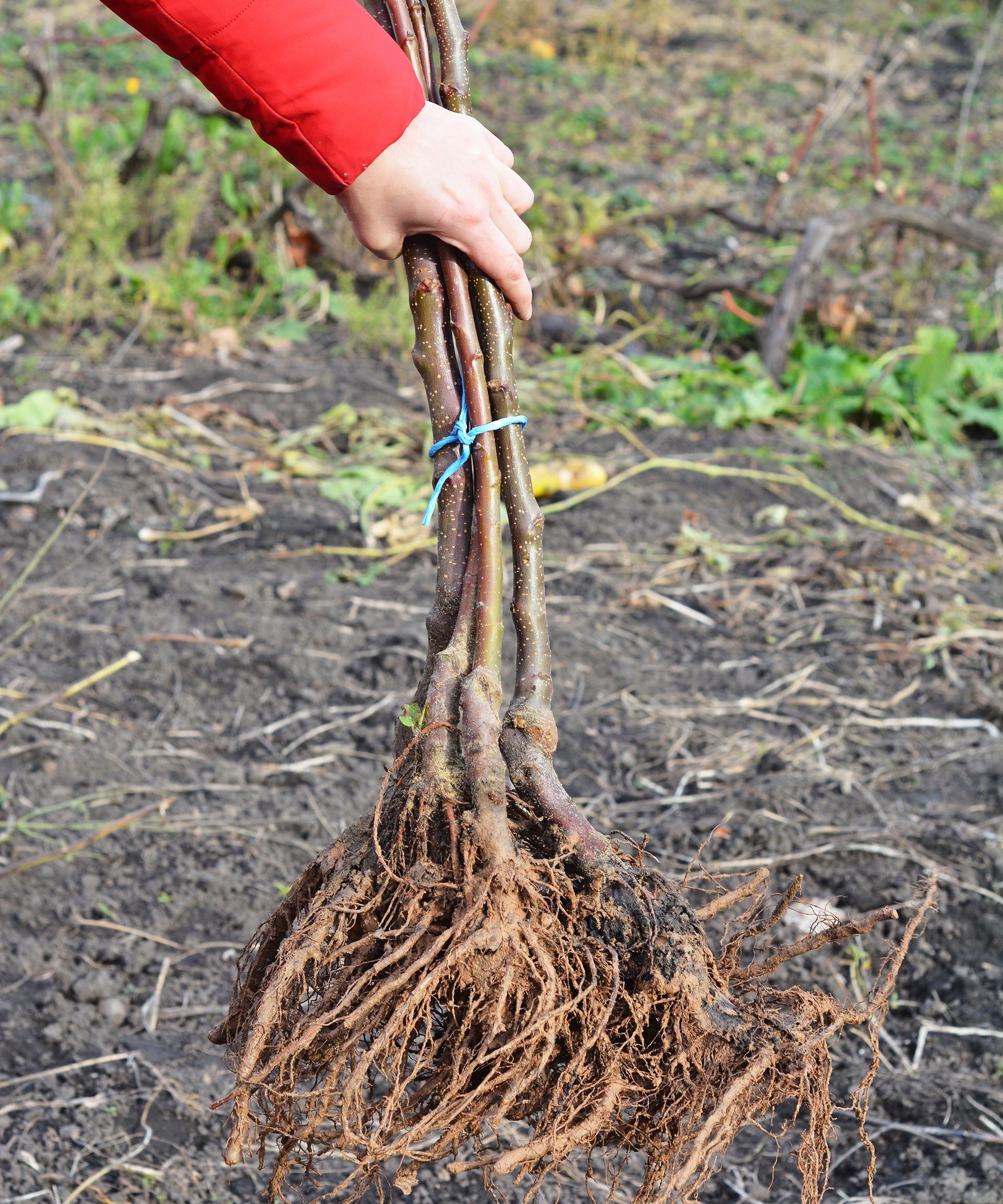 Gardener preparing to plant a bare-root fruit tree