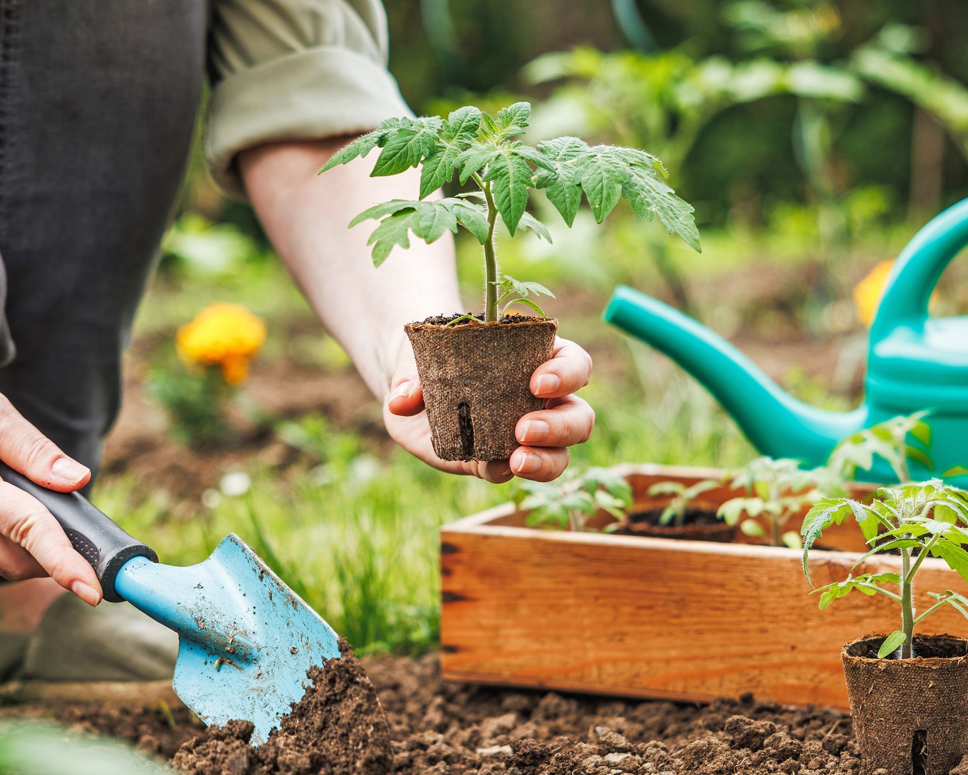Gardener using a small trowel to plant a cherry tomato seedling deep into prepared garden soil
