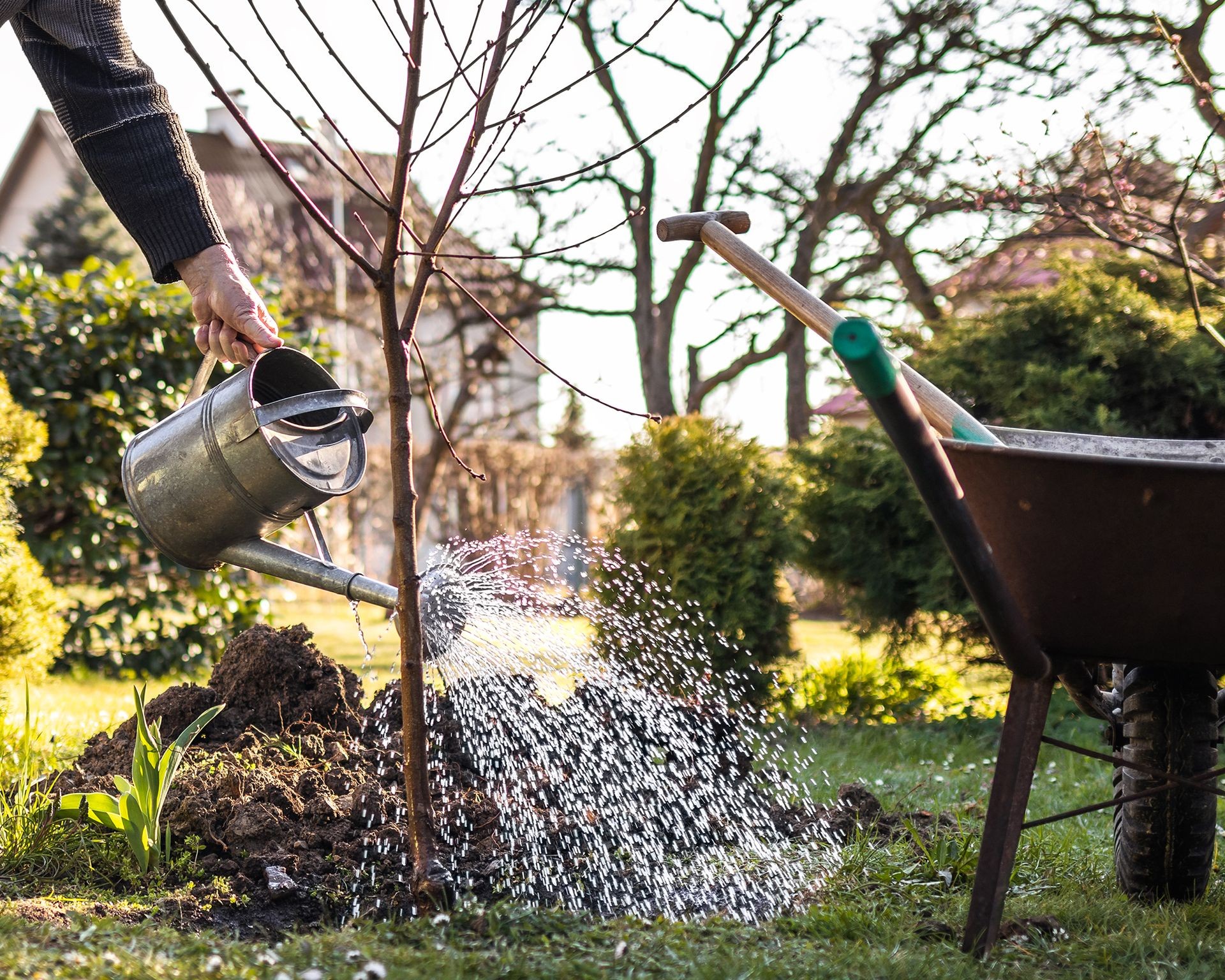 Gardener watering the base of a young fruit tree during autumn
