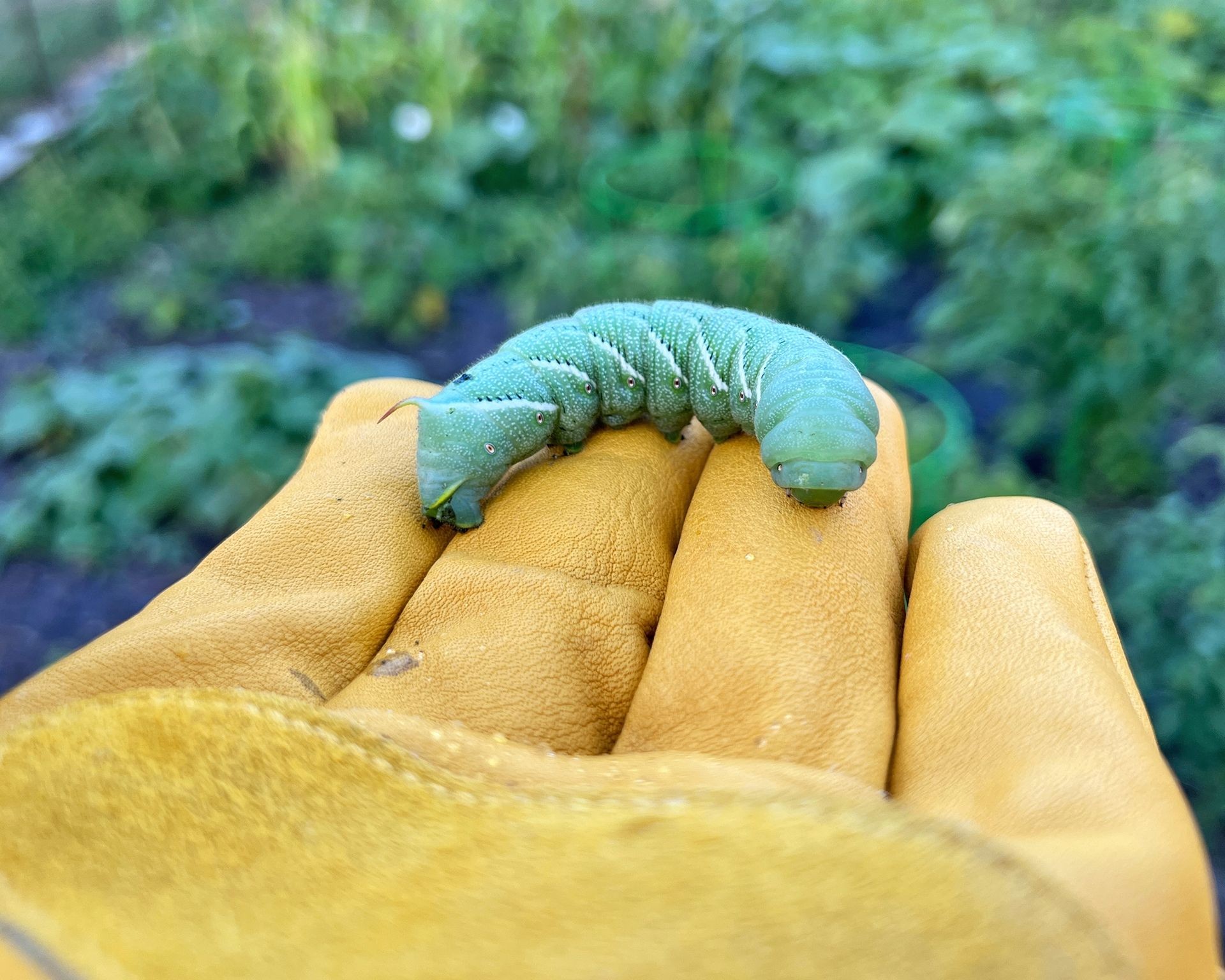 Gardener wearing gloves carefully holding a large tobacco hornworm caterpillar
