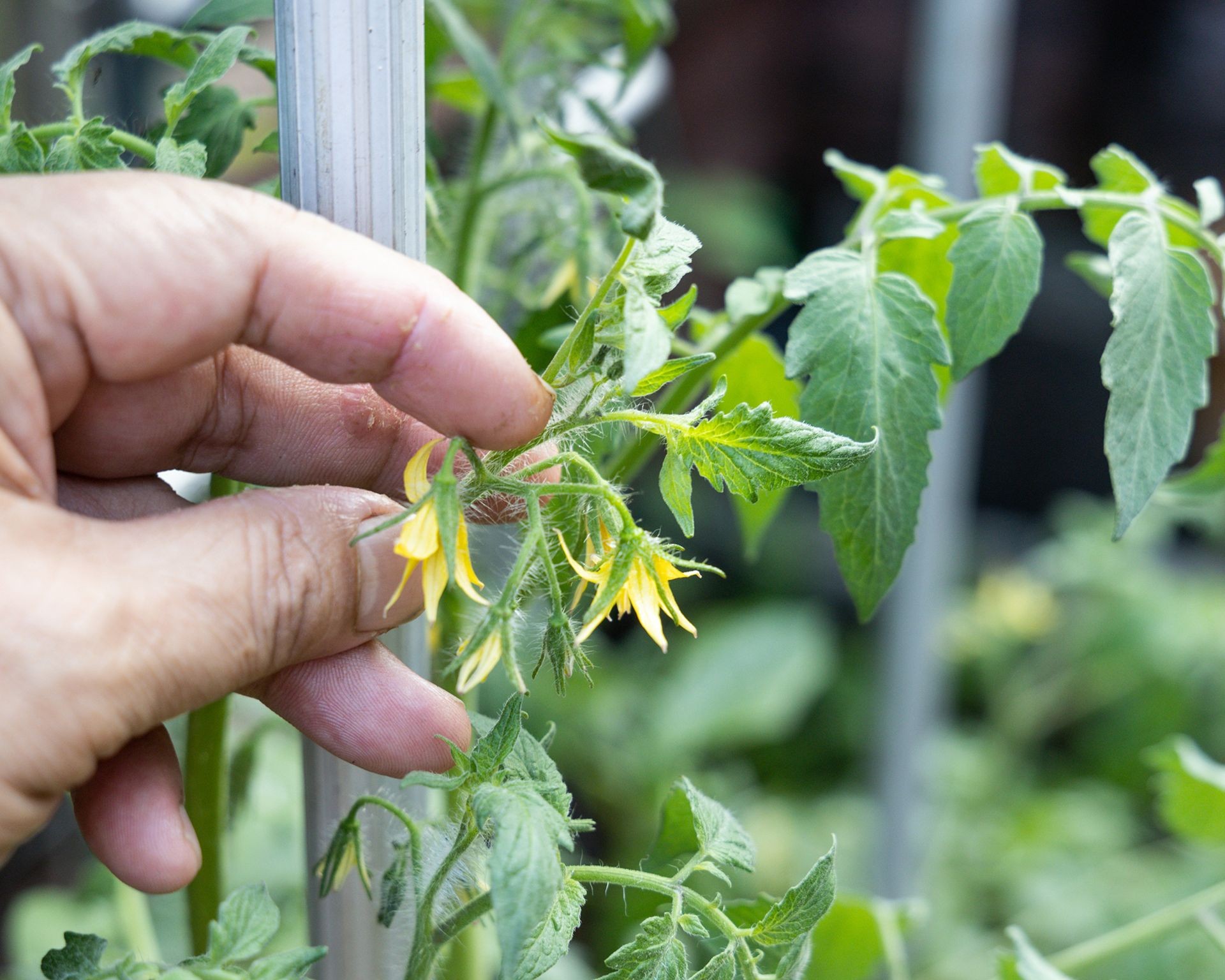 Gently tapping a tomato plant stem to aid in flower pollination