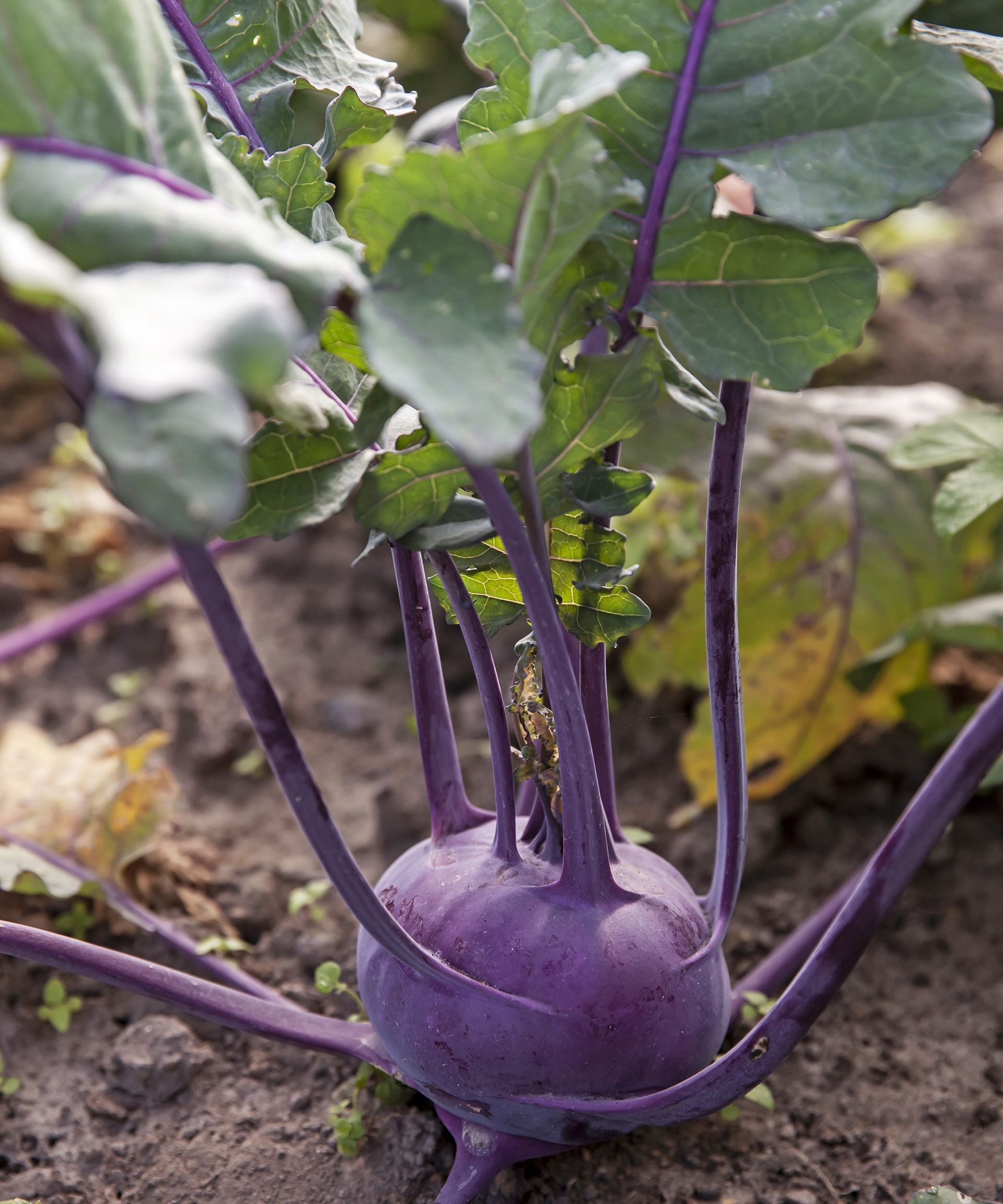 Globular kohlrabi bulb with stems and leaves growing in a garden bed