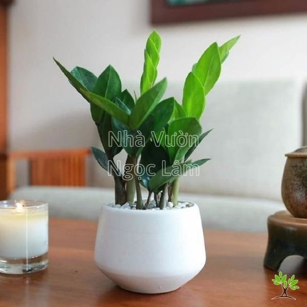 Glossy, dark green leaves of a ZZ Plant (Zamioculcas zamiifolia), an easy-care indoor or balcony plant