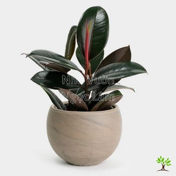 Glossy, dark red leaves of a Red Leaf Fig plant, a sun-tolerant and easy-care balcony plant