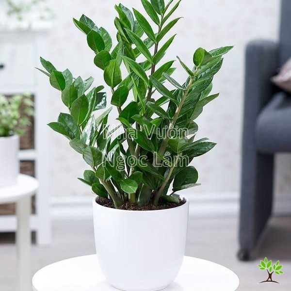 Glossy green leaves of a ZZ Plant
