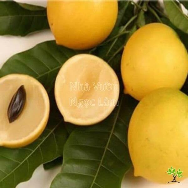 Golden Star Apple fruit (Vu Sua Hoang Kim), a distinctive tropical fruit