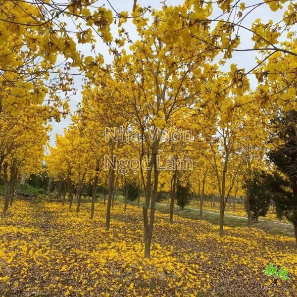 Golden Trumpet Tree blooming with bright yellow flowers
