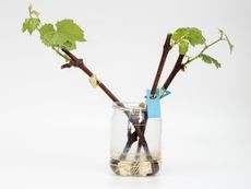 Grapevine cuttings developing roots in a jar of water for propagation
