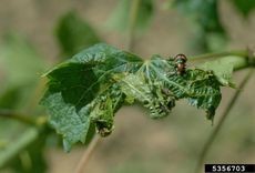 Grapevine leaf showing characteristic downward rolling and reddish discoloration symptoms of leafroll virus