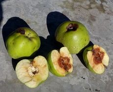 Green apple fruit cut open showing internal damage from apple maggots