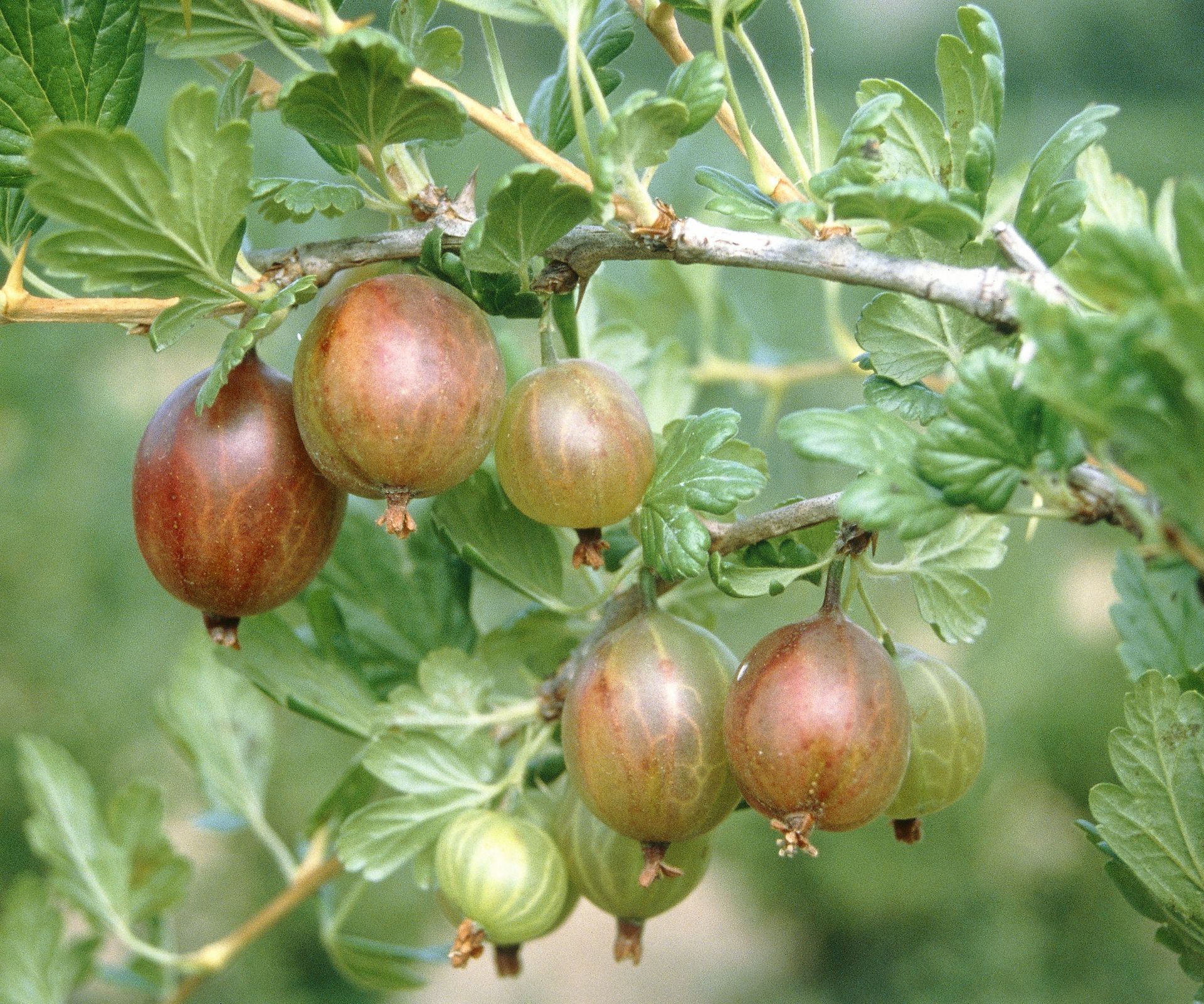 Green gooseberries ripen on a thorny branch of a backyard bush