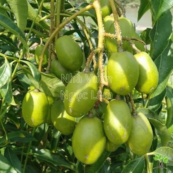 Green, oval-shaped hog plums hanging in clusters on the branch of a potted plant.