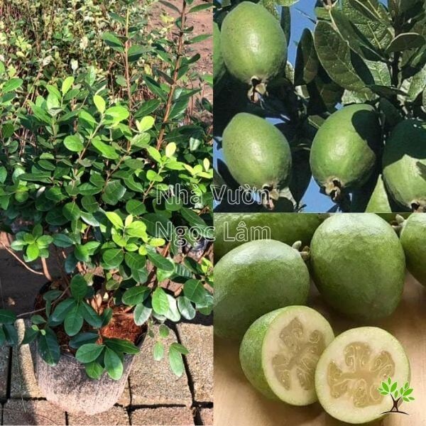 Green Pineapple Guava fruits hanging on a branch with green leaves