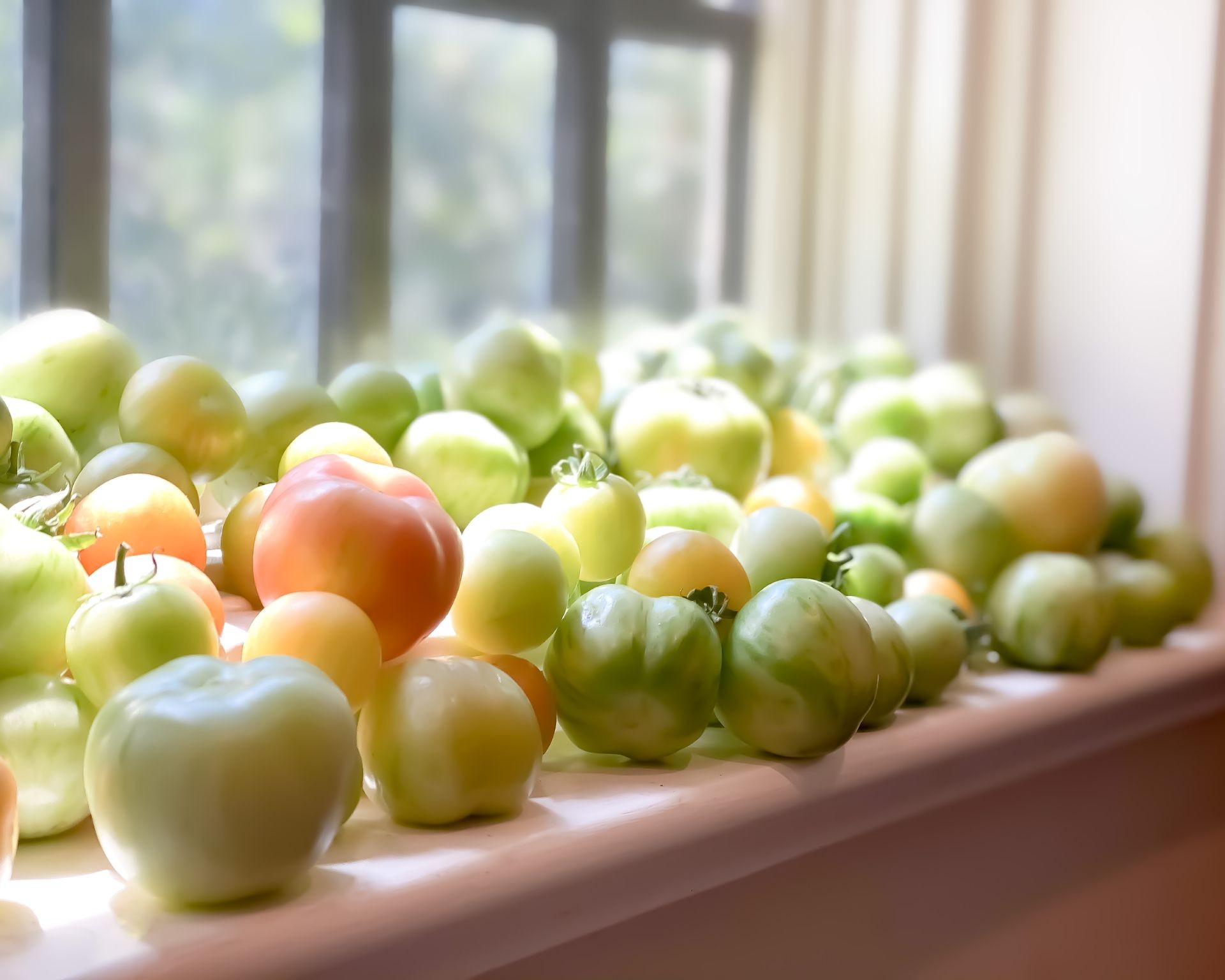 Green tomatoes ripening on a windowsill