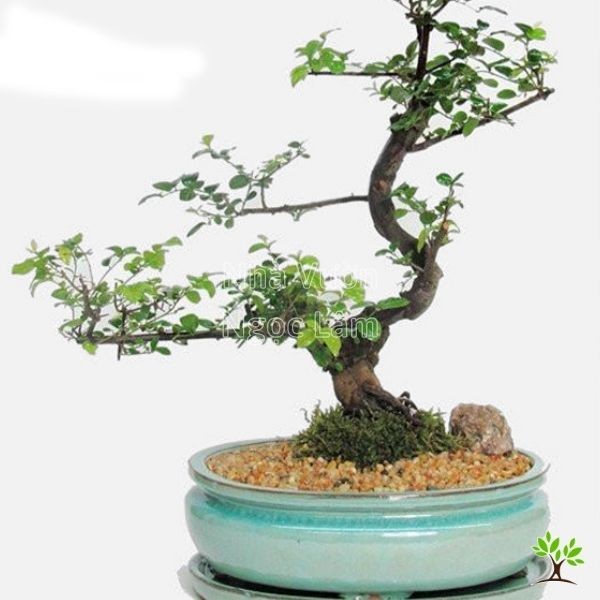 Grooving technique demonstrated on a fig tree branch to facilitate bending.