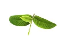 Guava tree cuttings prepared for propagation