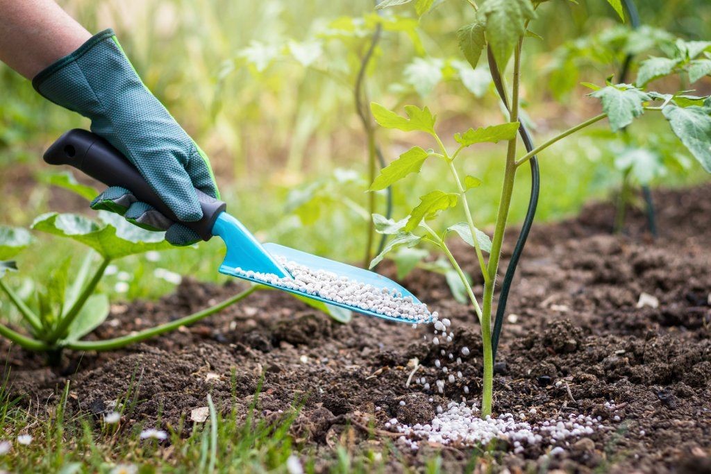 Hand applying granular fertilizer to the soil around a tomato plant with a small trowel