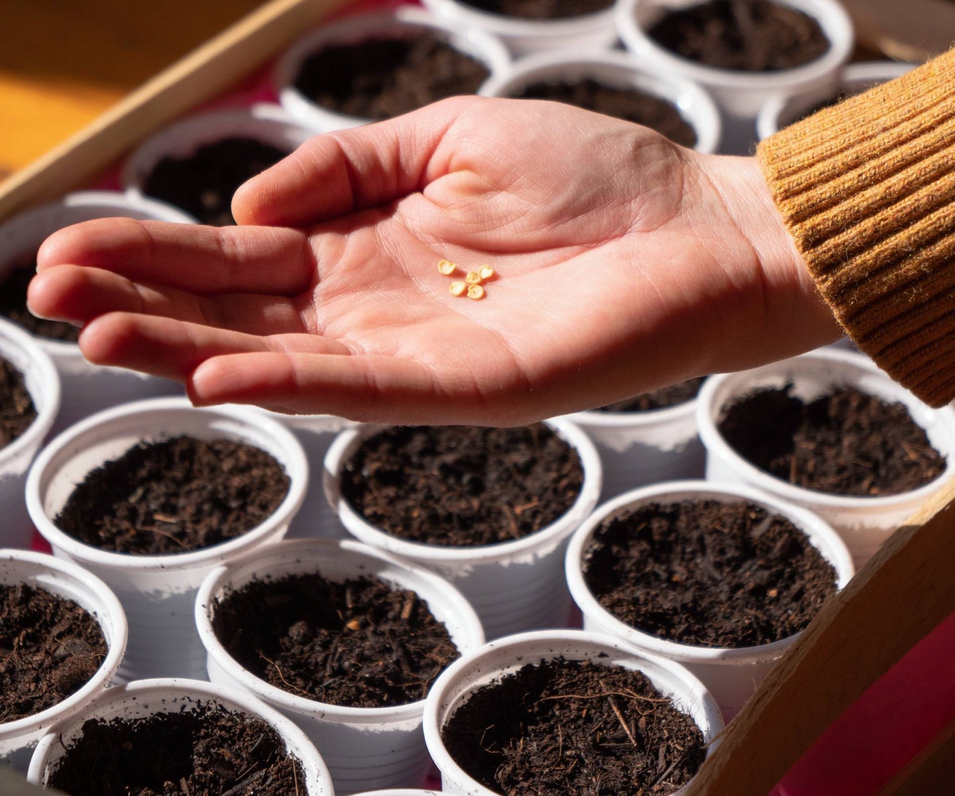 Hand carefully collecting seeds from a pepper into a small cup above a tray of soil.