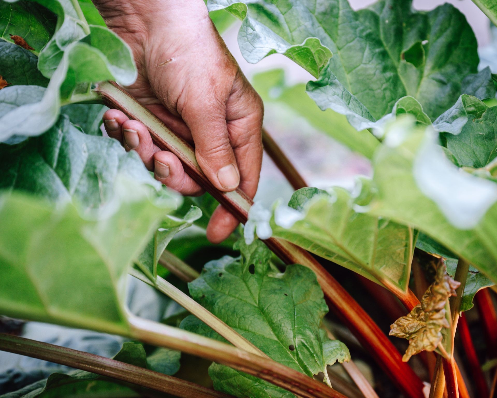 Hand demonstrating how to pull a rhubarb stalk from the plant base.