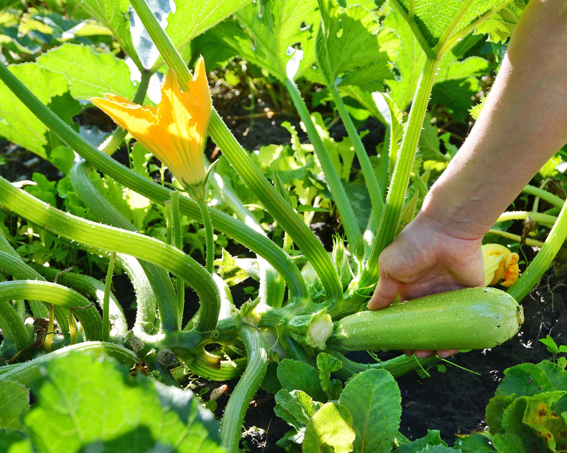 Hand gently feeling a growing zucchini on the plant, checking ripeness.
