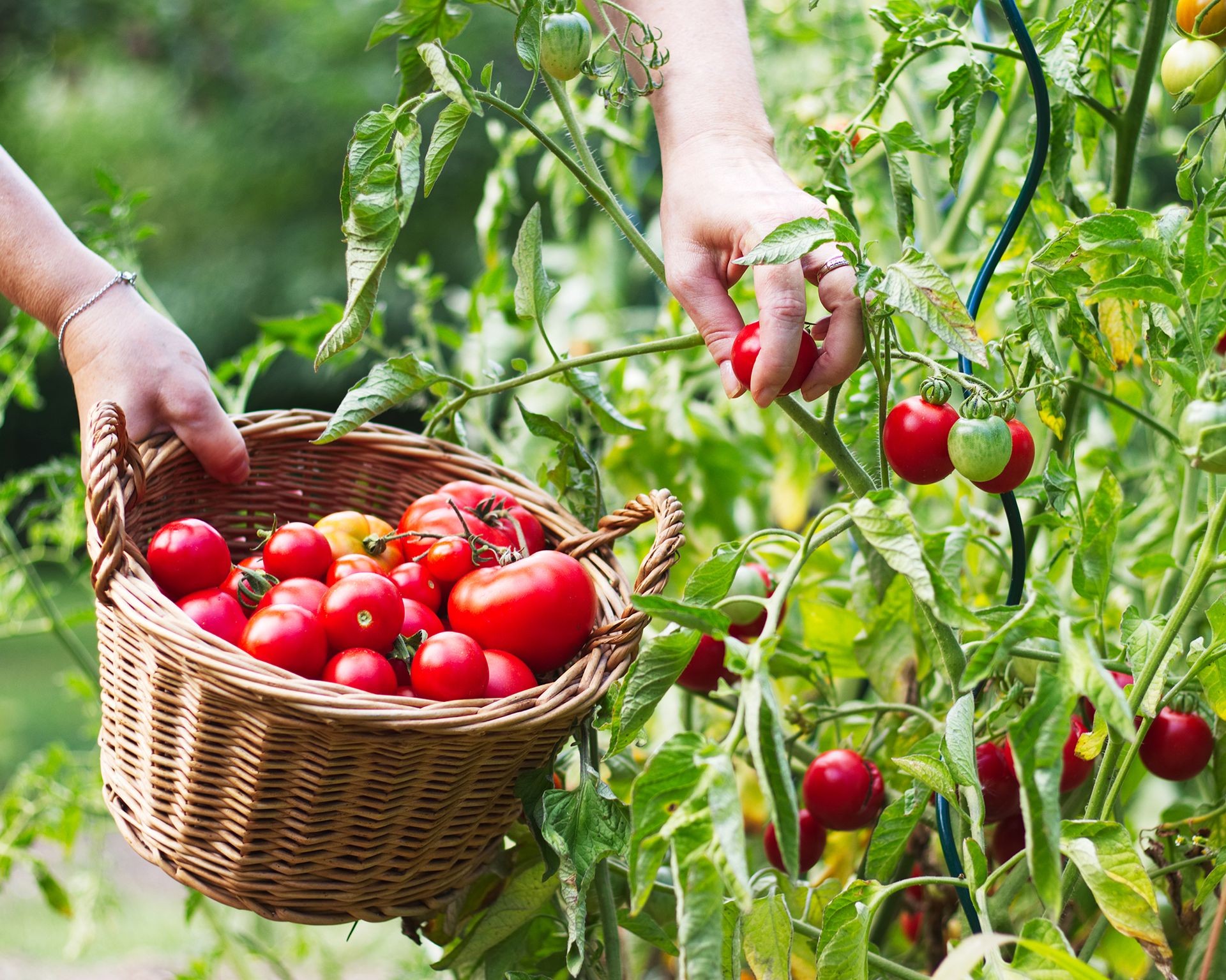 Hand gently plucking a perfectly ripe red tomato from the vine, illustrating the satisfaction of harvesting homegrown produce