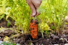 Hand gently pulling a mature carrot from the garden soil