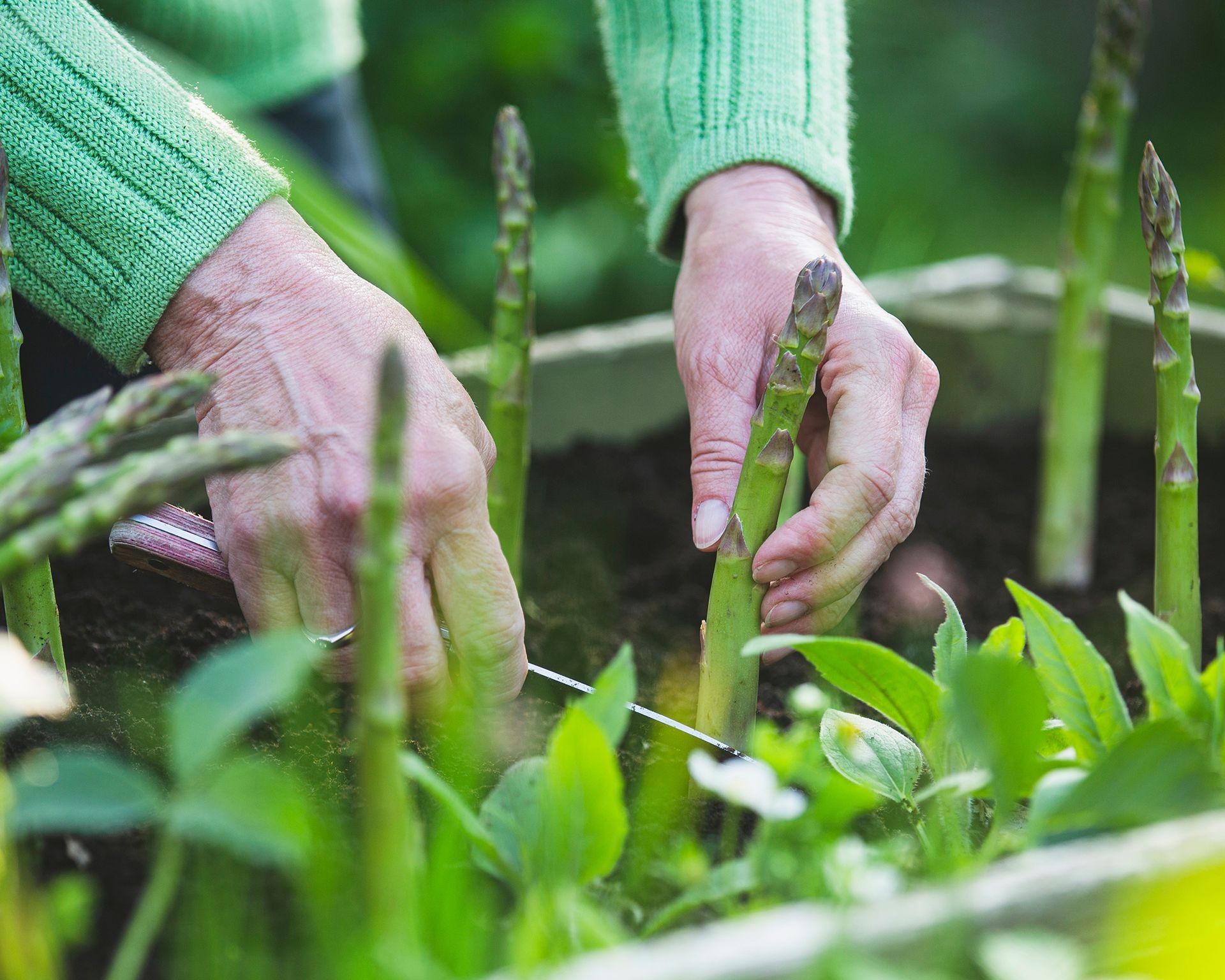 Hand harvesting tender green asparagus spears from a large black container filled with soil.
