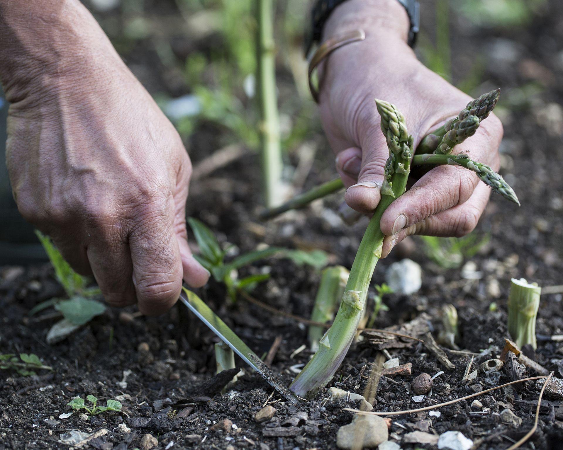Hand harvesting tender green asparagus spears from the garden bed