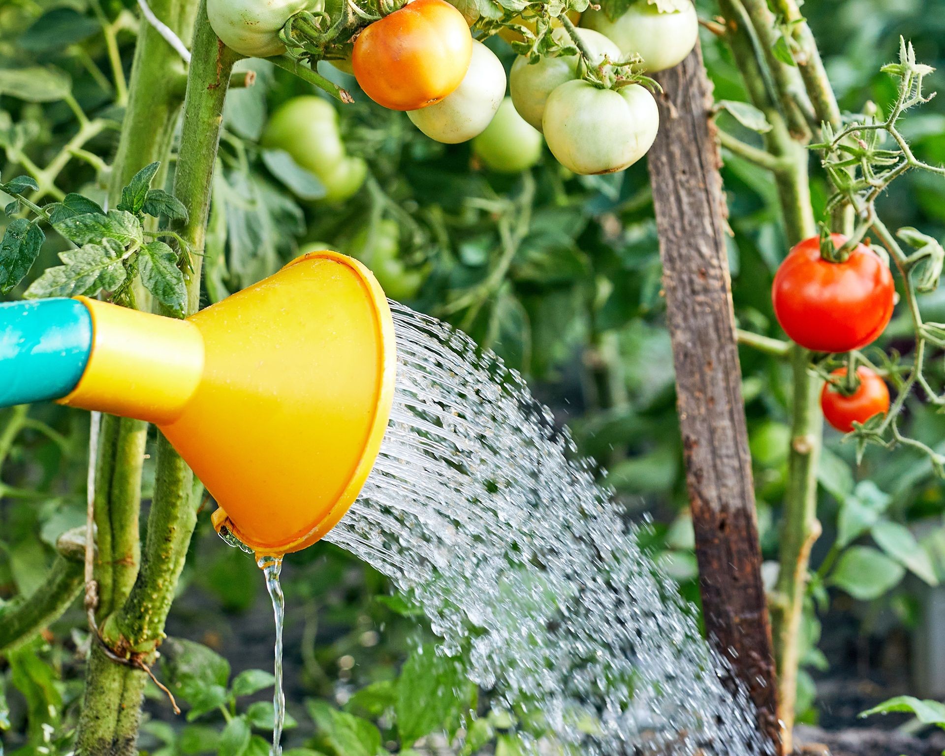 Hand holding a watering can, carefully watering the soil around the base of a healthy tomato plant to encourage deep root growth