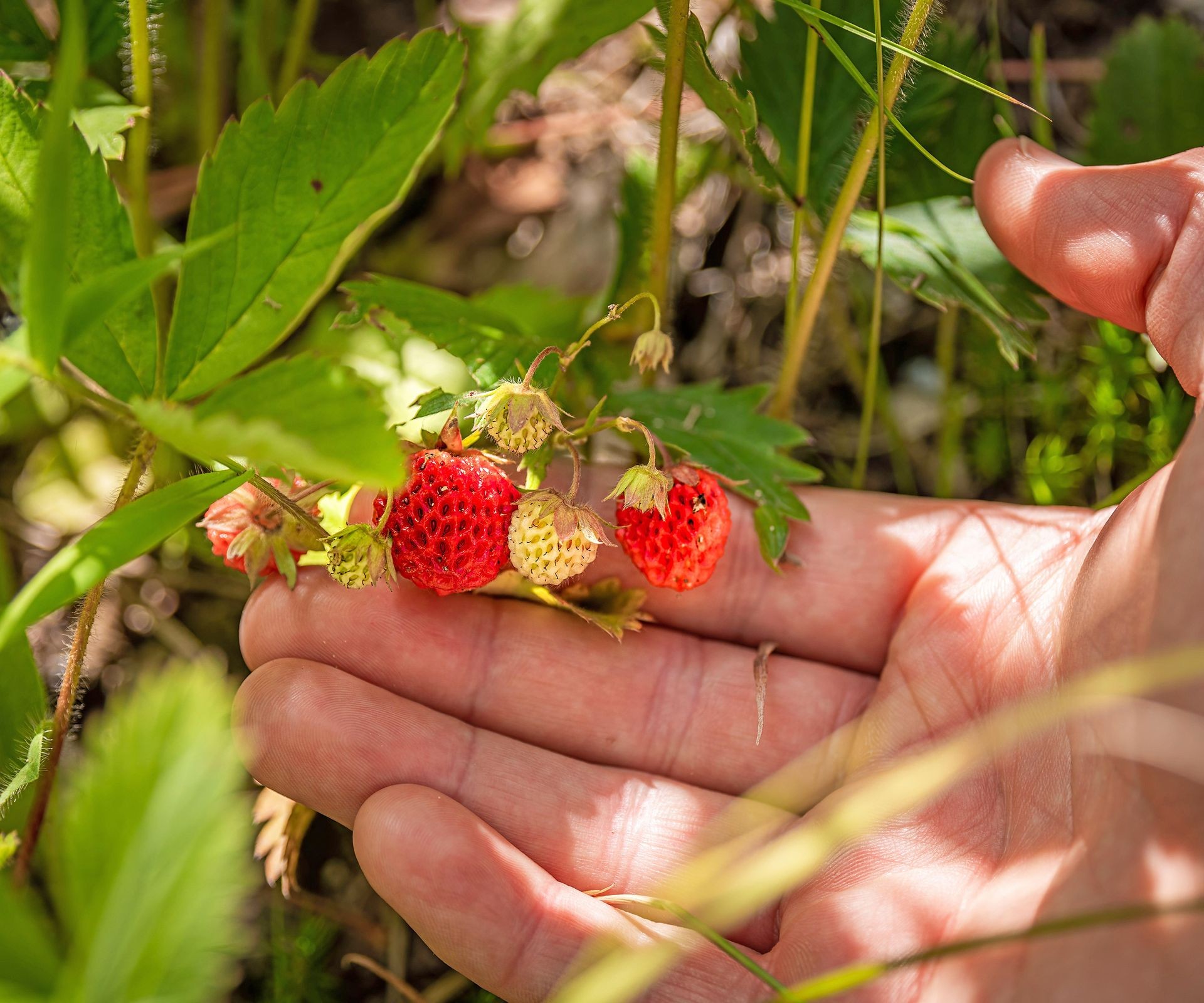 Hand holding delicate wild alpine strawberries harvested