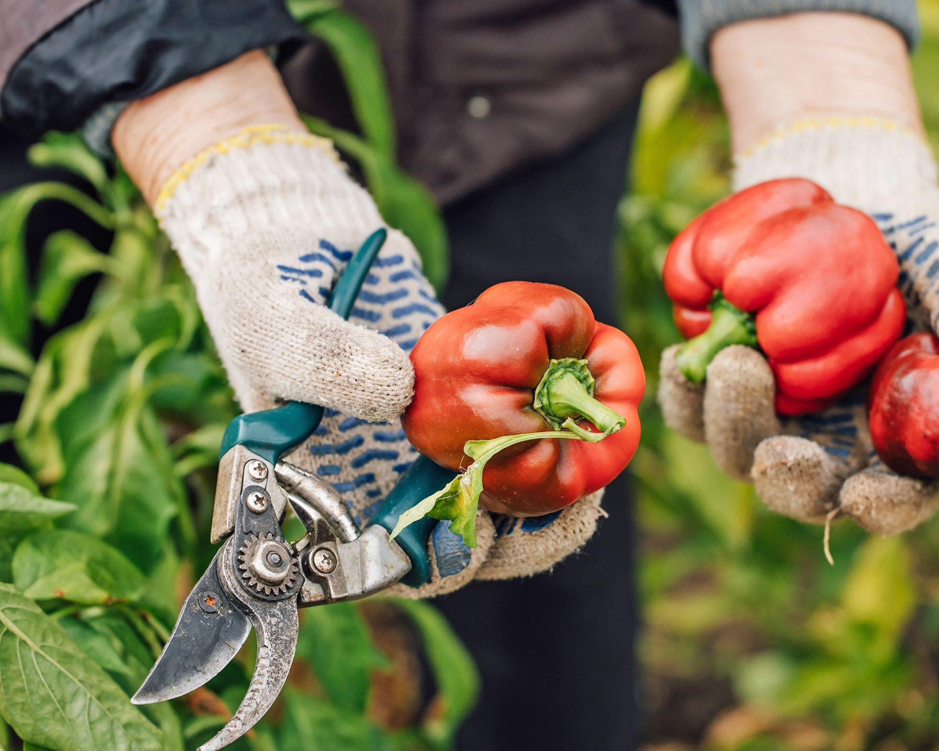 Hand using pruners to cut vibrant red peppers from a plant, demonstrating the yield from propagation.