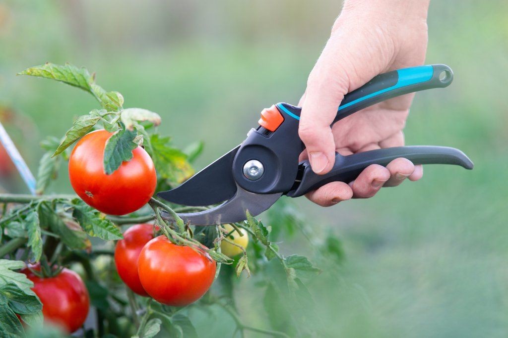Hand using pruning shears to remove a side branch from a tomato plant