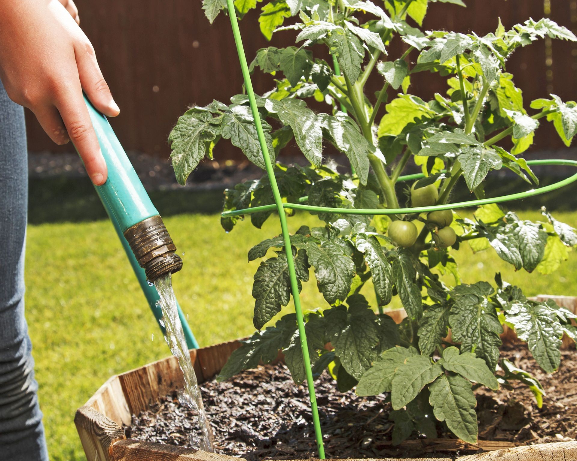 Hand watering a tomato plant growing in a container, providing essential moisture.