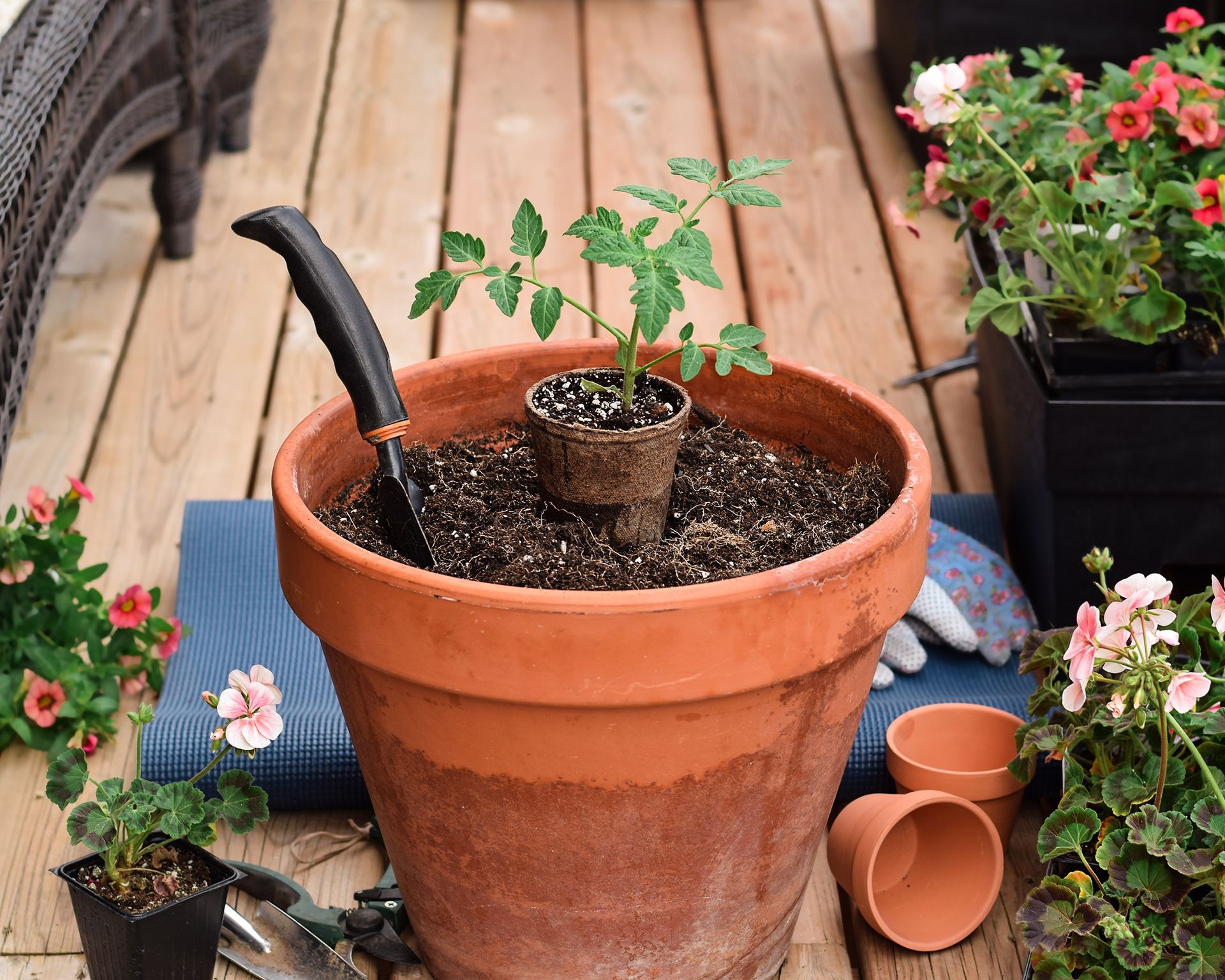 Hands carefully planting a young tomato seedling into a terracotta pot, highlighting the importance of light early in the plant's life cycle