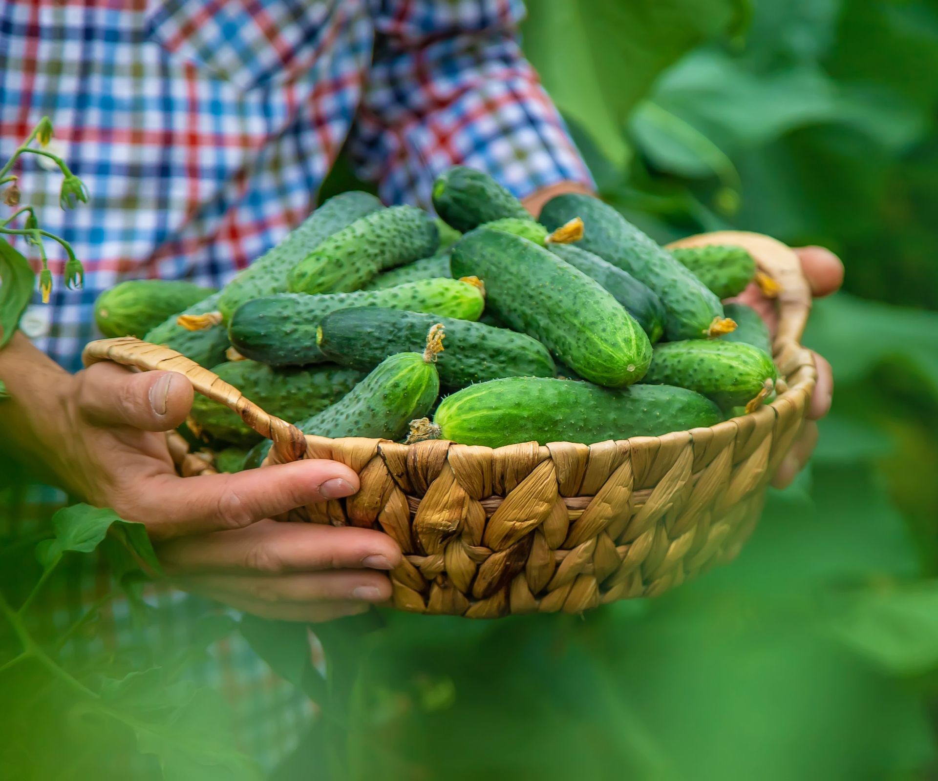 Hands displaying a bountiful basket overflowing with freshly picked cucumbers