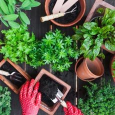 Hands gently placing small herb seedlings into pots filled with fresh compost, demonstrating the planting process.