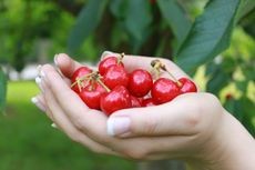 Hands holding a harvest of ripe red cherries